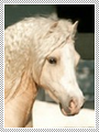 //fariflend.gportal.hu/portal/fariflend/image/gallery/1300614653_22.png